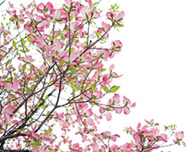 「町の花／花木：ハナミズキ」の画像
