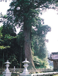「蓮花寺の大杉（昭和45年に県天然記念物に指定）」の画像