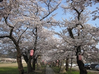悠久山桜まつり