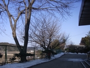 「玄関前の桜」の画像