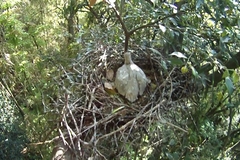「巣に戻されたヒナ」の画像