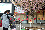 記事「ひと足早く、アオーレ長岡は桜満開！」の画像
