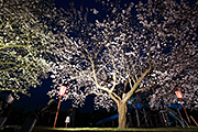 記事「与板河川公園で、神秘的な桜のライトアップ」の画像