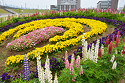 記事「緑花センターの大輪の花。市民花壇が見頃です！」の画像
