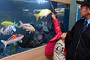 記事「アオーレに市の魚「錦鯉」を展示」の画像