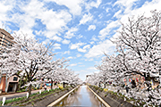 記事「福島江の桜、見るなら今！」の画像