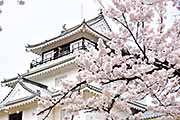 記事「悠久山の桜が満開です！」の画像