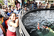 記事「ホノルル動物園に長岡の錦鯉を寄贈」の画像