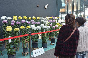 「ナカドマを鮮やかに飾る菊花の展示」の画像