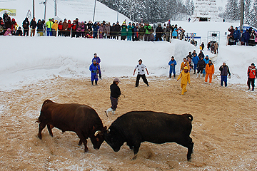 「迫力満点の雪中闘牛大会」の画像