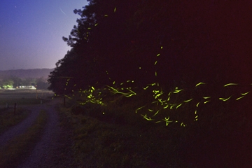 「幻想的な光を放つゲンジボタルやヘイケボタル」の画像