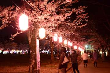 「約2,500本の桜が咲き誇る悠久山公園」の画像