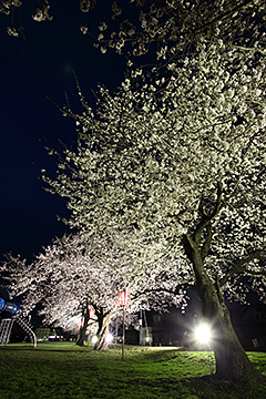 「午後６時～９時、桜並木がライトアップ」の画像