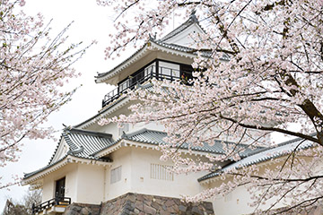 「悠久山公園の桜が満開」の画像