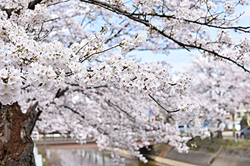 「福島江の桜は今が見頃です」の画像
