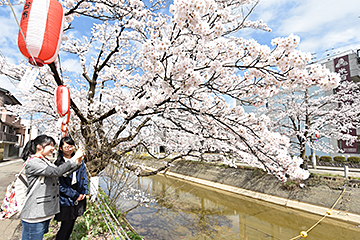 「道行く人が桜を楽しんでいました」の画像