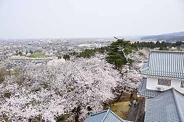「約2,500本の桜が今年も見頃を迎えました」の画像