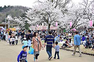 「悠久山桜まつりは５月６日まで開催中」の画像