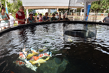 「ホノルル動物園に長岡の錦鯉を寄贈」の画像