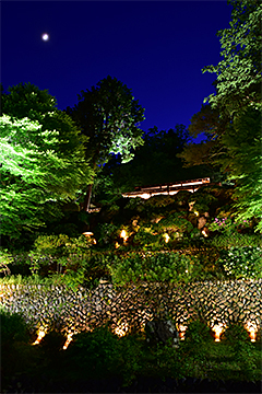 「楽山苑のライトアップがスタート」の画像
