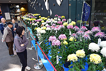 「菊花展示会には約300点がずらり」の画像