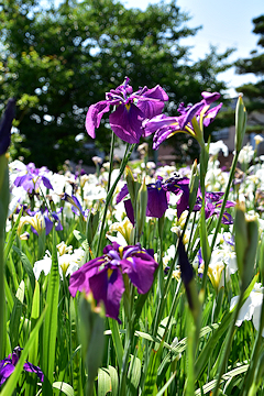 「紫や白の花が目を楽しませてくれます1」の画像