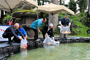 「摂田屋地区では修復した庭園の池に錦鯉を放流」の画像