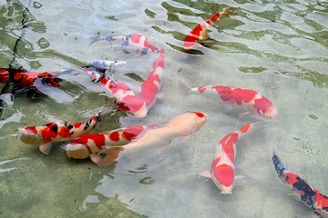 「この池に錦鯉が泳ぐのは約60年ぶり」の画像