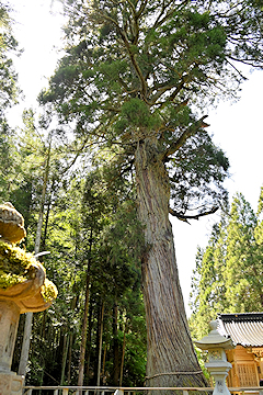 「樹齢約1300年と推定される県の天然記念物・蓮花寺の大杉」の画像