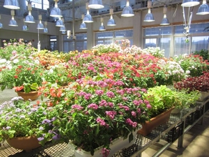 「温室も花いっぱい」の画像