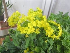 「菜の花」の画像
