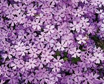 「町の花：シバザクラ」の画像