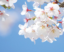 「町の木：桜」の画像