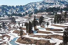「「雪の恵みを活かした稲作・養鯉システム」が日本農業遺産第1号に認定」の画像