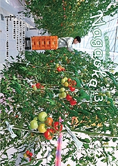 「長岡市政だより　令和8年3月号」の画像