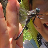 「縄文遺跡で昆虫採集!」の画像
