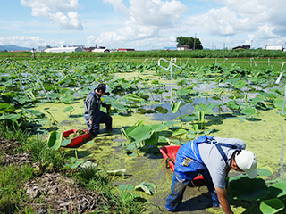 【画像】れんこん掘り取り作業体験（中之島地域）