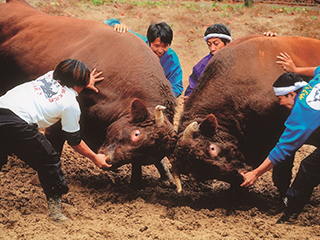 【画像】国指定重要無形民俗文化財 越後山古志「牛の角突き」
