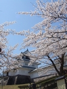 「悠久山桜ま­つり」の画像1