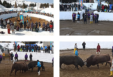 「雪中闘牛大会」の画像