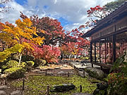 「もみじ園の紅葉の様子（11月15日）」の画像