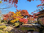 「もみじ園の紅葉の様子（11月17日）」の画像