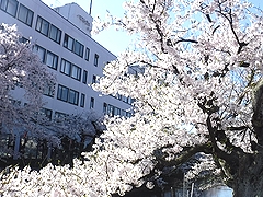 「福島江」の画像2