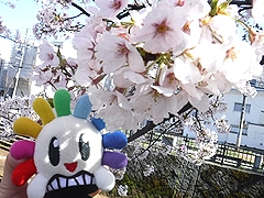 「柿川」の画像1
