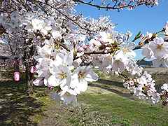 「せせらぎ公園」の画像1