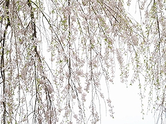 「栗山沢さくら広場　しだれ桜」の画像1