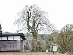 「栗山沢さくら広場　しだれ桜」の画像2
