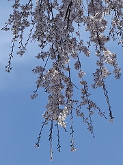 「栗山沢さくら広場　しだれ桜」の画像1