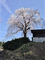 「栗山沢さくら広場　しだれ桜」の画像2