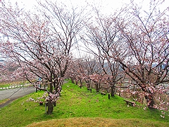 「野積河川公園」の画像2
